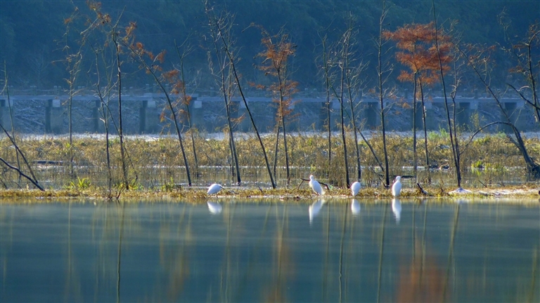湿地生态好 鸟儿翩翩飞